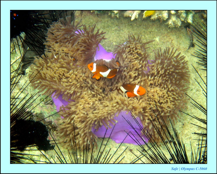 2005 - 08 - Perhentian  - 062.JPG